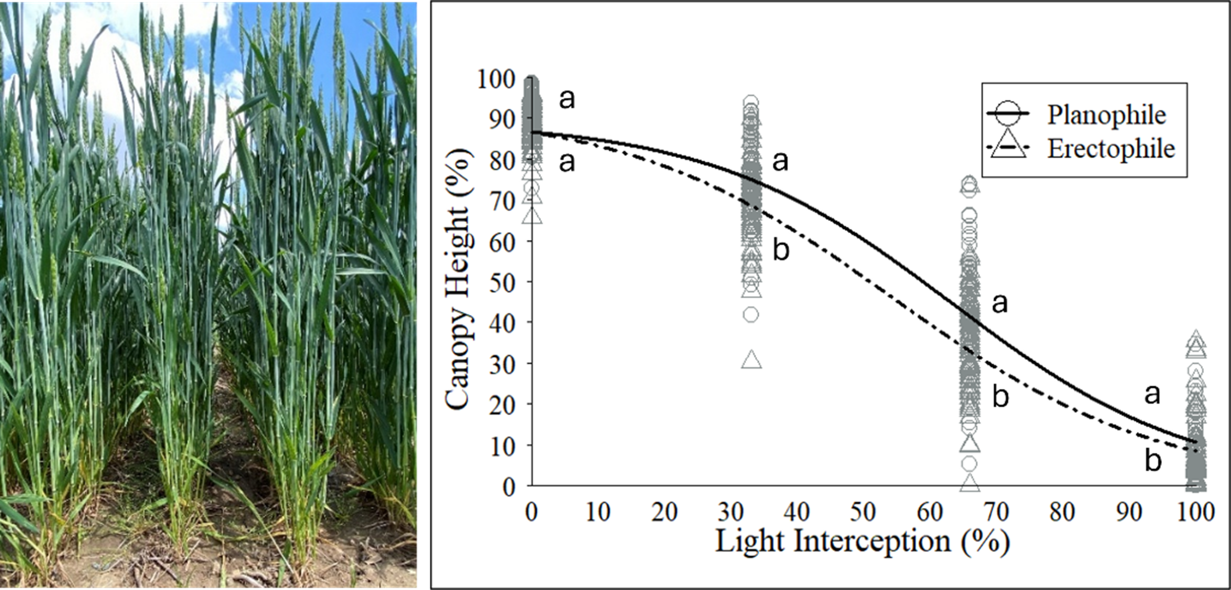 Side-by-side comparison of winter wheat canopy and light interception. Left panel: field photo of tall wheat plants with dense green leaves. Right panel: graph of canopy height (%) versus light interception (%). Planophile canopy (solid line, circles) intercepts more light lower in the canopy compared to Erectophile canopy (dashed line, triangles). Letters (a, b) indicate significant differences between canopy types at various heights.
